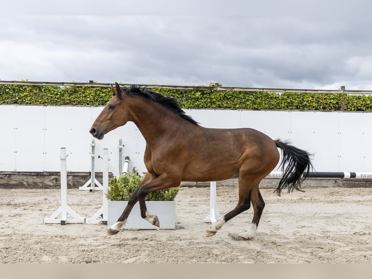 Holsteiner Ruin 5 Jaar 168 cm Bruin in Waddinxveen