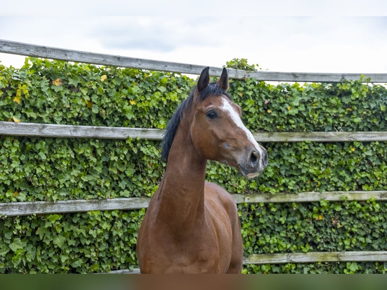 Holsteiner Ruin 5 Jaar 168 cm Bruin in Waddinxveen