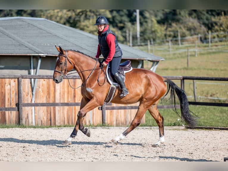 Holsteiner Ruin 5 Jaar 168 cm Roodbruin in Zduchovice