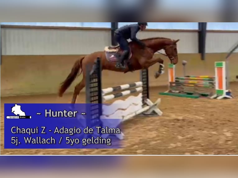 Holsteiner Ruin 5 Jaar 168 cm Vos in Gadow