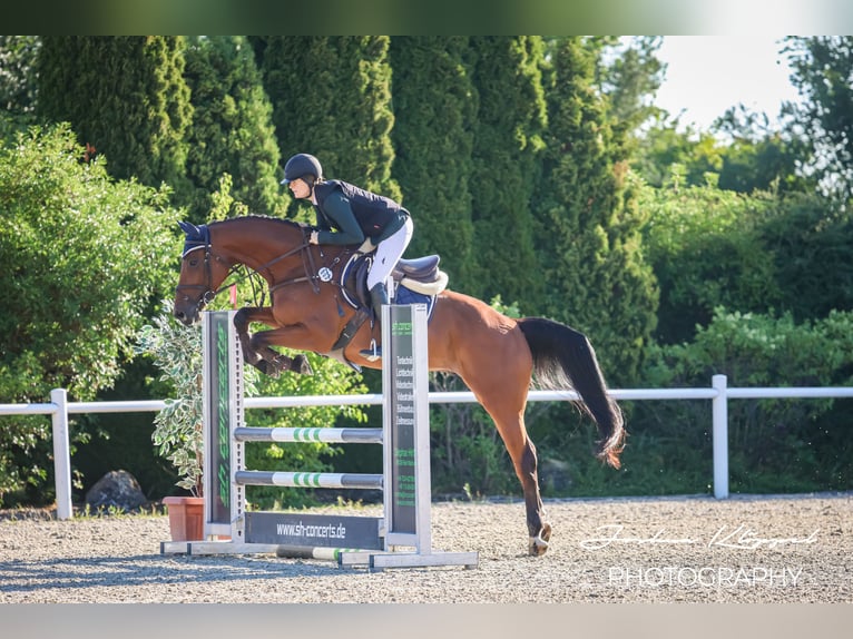 Holsteiner Ruin 5 Jaar 169 cm Bruin in Gerstetten