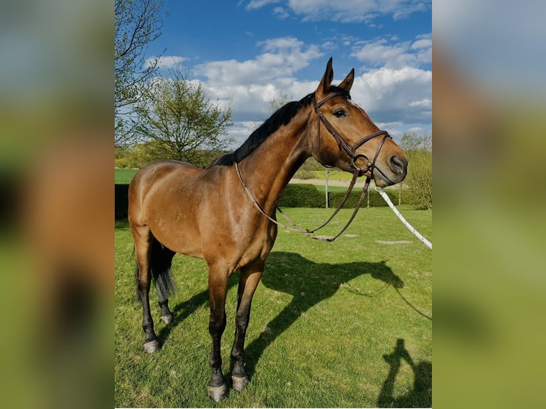 Holsteiner Ruin 5 Jaar 169 cm Bruin in Oststeinbek