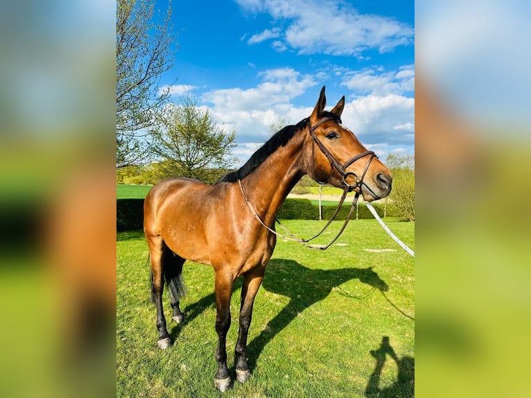 Holsteiner Ruin 5 Jaar 169 cm Bruin in Oststeinbek