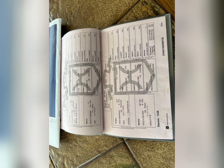 Holsteiner Ruin 5 Jaar 170 cm Bruin in Husum