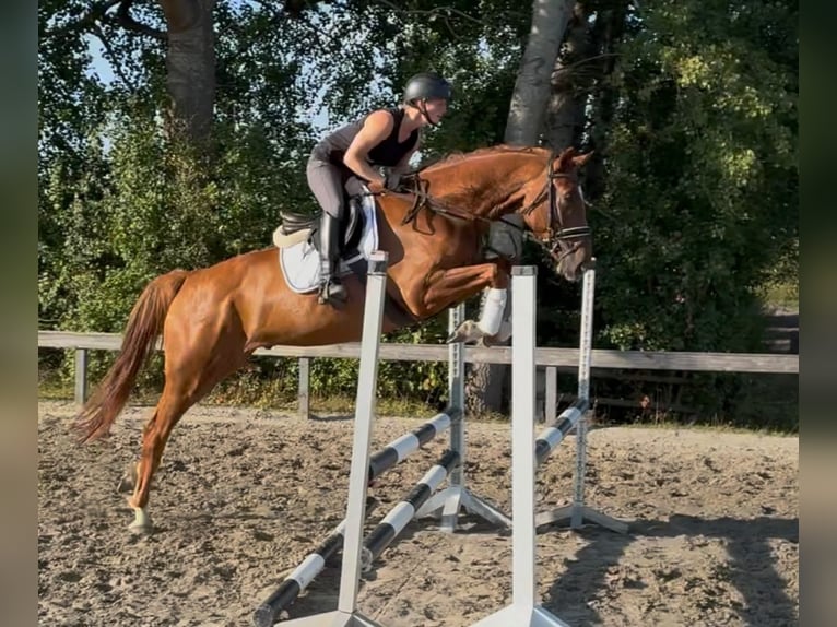 Holsteiner Ruin 5 Jaar 170 cm Vos in Süderlügum