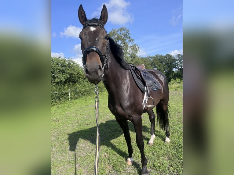 Holsteiner Ruin 5 Jaar 170 cm Zwartbruin in Kuden