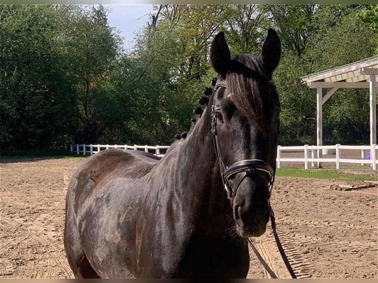 Holsteiner Ruin 5 Jaar 170 cm Zwartbruin in Verden (Aller)