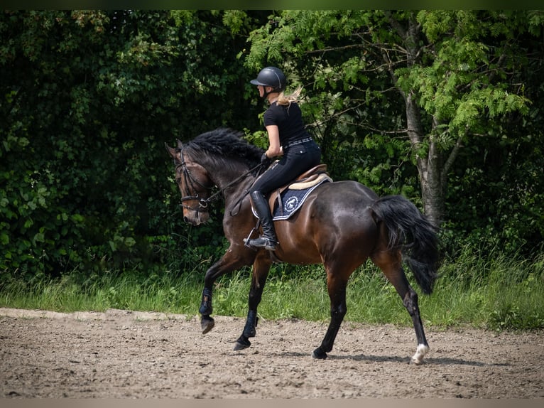 Holsteiner Ruin 5 Jaar 172 cm Bruin in Rodenbek