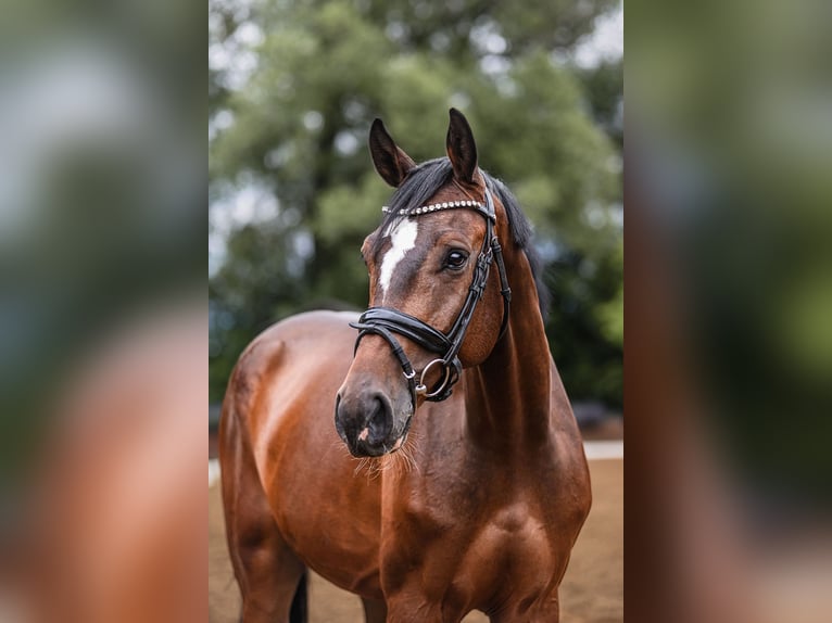 Holsteiner Ruin 5 Jaar 172 cm Bruin in Riedstadt