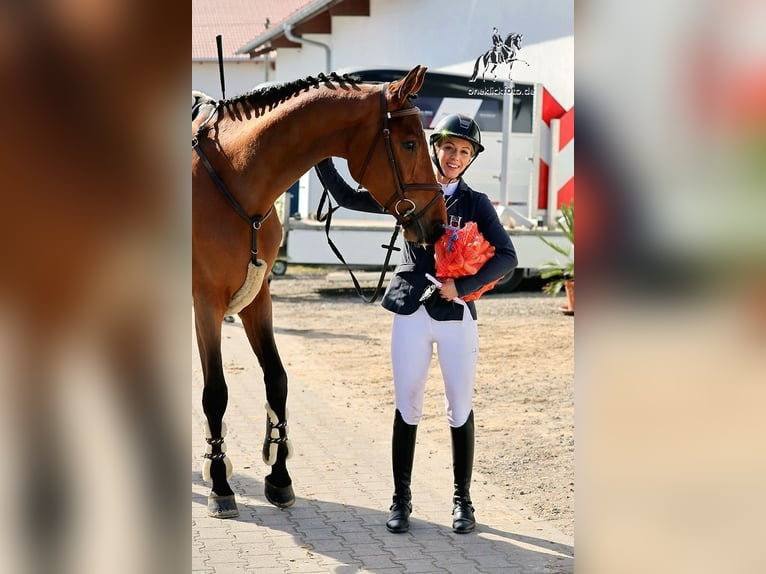 Holsteiner Ruin 5 Jaar 173 cm Bruin in Altenmünster