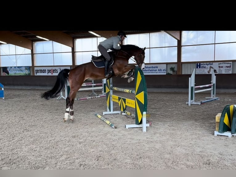 Holsteiner Ruin 5 Jaar 174 cm Bruin in Gerstetten