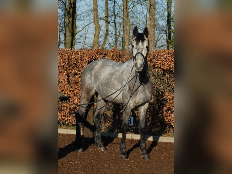 Holsteiner Ruin 5 Jaar 175 cm Appelschimmel in Westensee