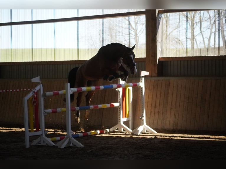 Holsteiner Ruin 5 Jaar 175 cm Bruin in Nettersheim