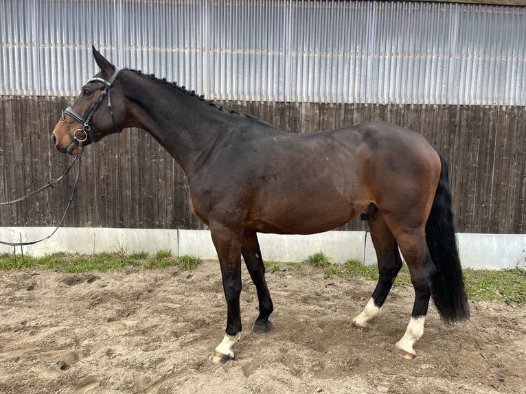 Holsteiner Ruin 5 Jaar 175 cm Bruin in Heilshoop