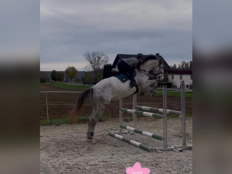 Holsteiner Ruin 5 Jaar 180 cm Appelschimmel in Berkatal