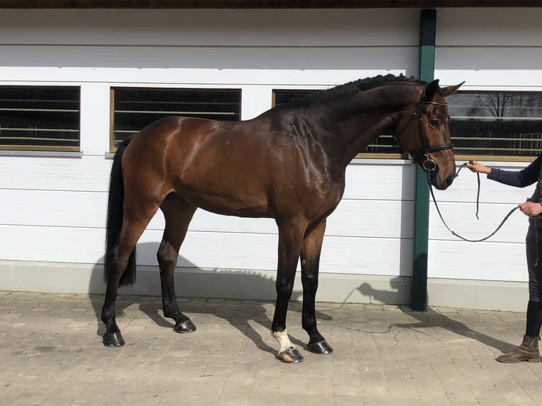 Holsteiner Ruin 5 Jaar 180 cm Bruin in Neuburg an der KammelEdelstetten