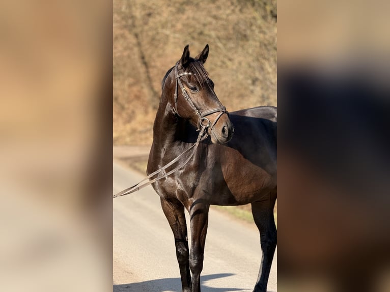 Holsteiner Ruin 6 Jaar 162 cm Bruin in Schenklengsfeld