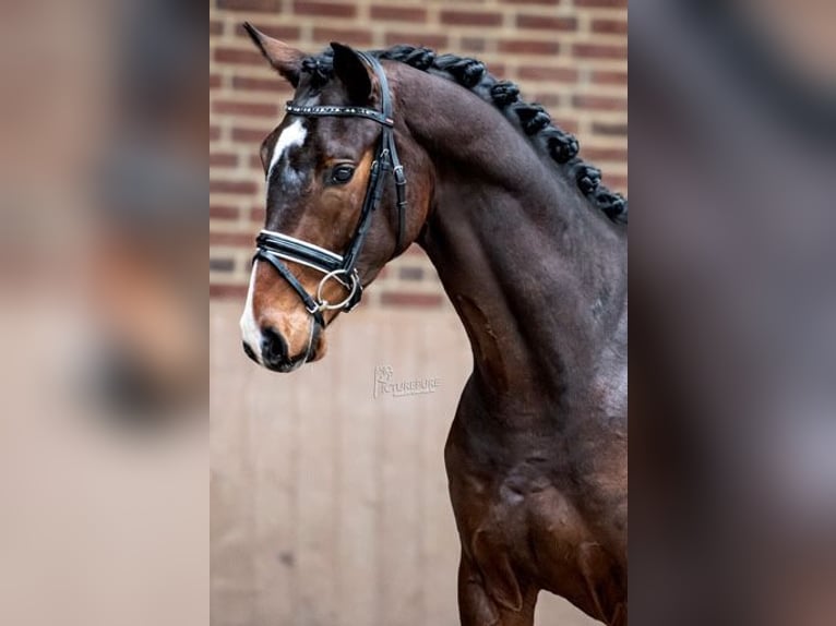 Holsteiner Ruin 6 Jaar 164 cm Bruin in Goch