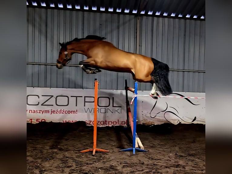 Holsteiner Ruin 6 Jaar 164 cm Roodbruin in Lubasz