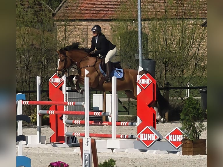 Holsteiner Ruin 6 Jaar 164 cm Roodbruin in Lubasz