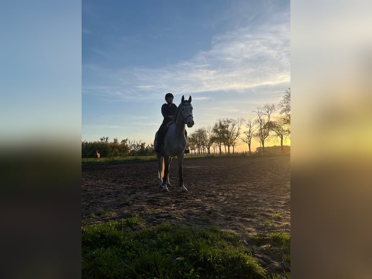 Holsteiner Ruin 6 Jaar 165 cm Vliegenschimmel in Schönwalde OT Pausin