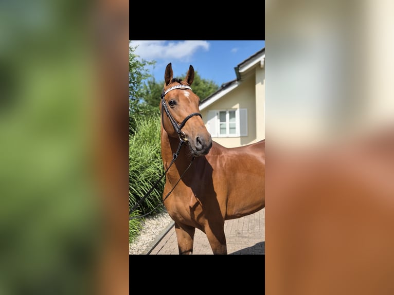 Holsteiner Ruin 6 Jaar 167 cm Bruin in Willich