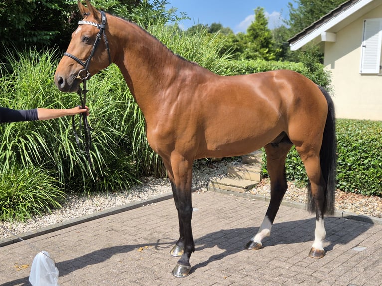 Holsteiner Ruin 6 Jaar 167 cm Bruin in Willich