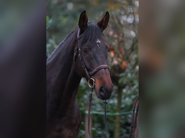 Holsteiner Ruin 6 Jaar 168 cm Bruin in Horstmar