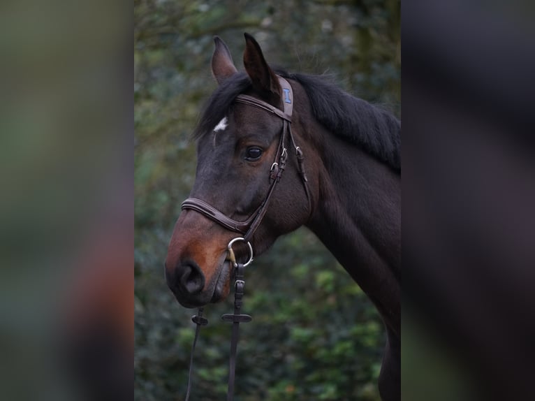 Holsteiner Ruin 6 Jaar 168 cm Bruin in Horstmar