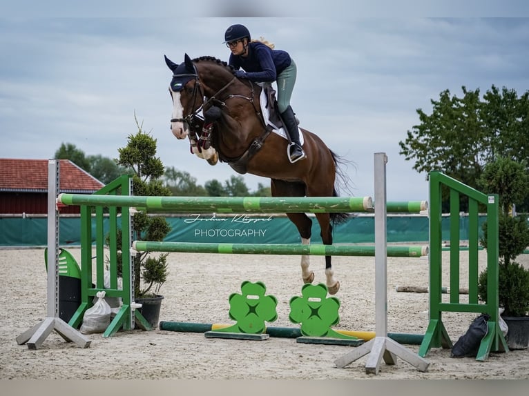 Holsteiner Ruin 6 Jaar 168 cm Bruin in Altusried