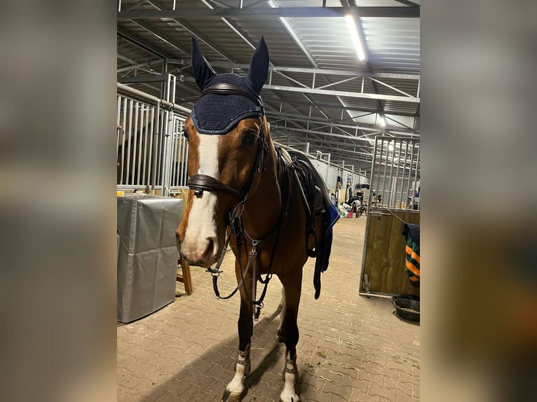 Holsteiner Mix Ruin 6 Jaar 168 cm Roodbruin in Psary
