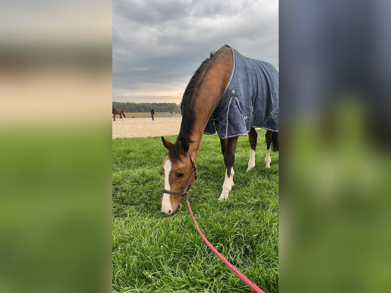 Holsteiner Mix Ruin 6 Jaar 168 cm Roodbruin in Psary