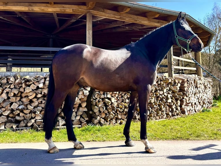 Holsteiner Ruin 6 Jaar 168 cm Zwartbruin in Sangerhausen