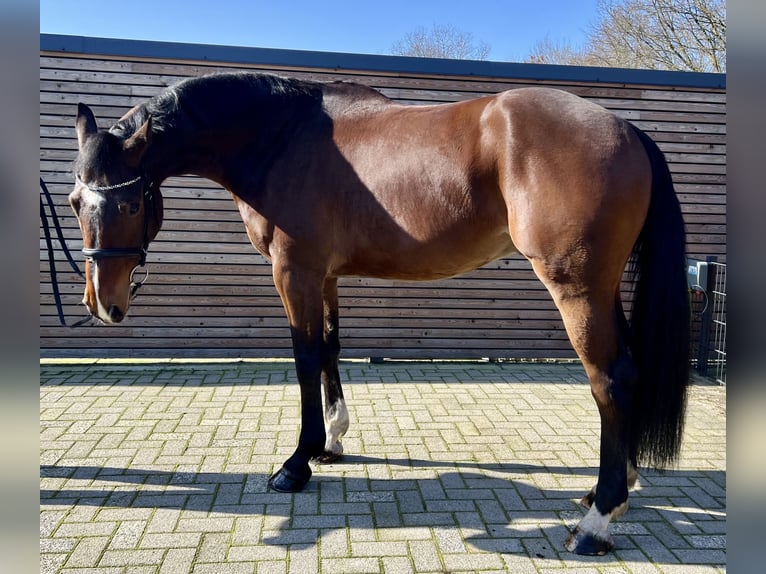 Holsteiner Ruin 6 Jaar 170 cm Bruin in Esterwegen