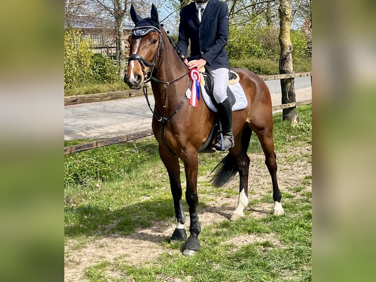 Holsteiner Ruin 6 Jaar 170 cm Bruin in Esterwegen