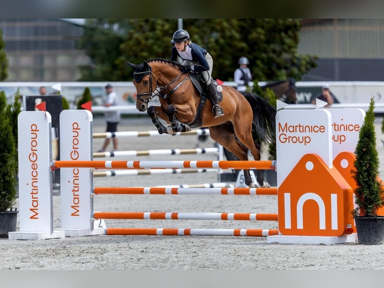 Holsteiner Ruin 6 Jaar 170 cm Roodbruin in Zduchovice