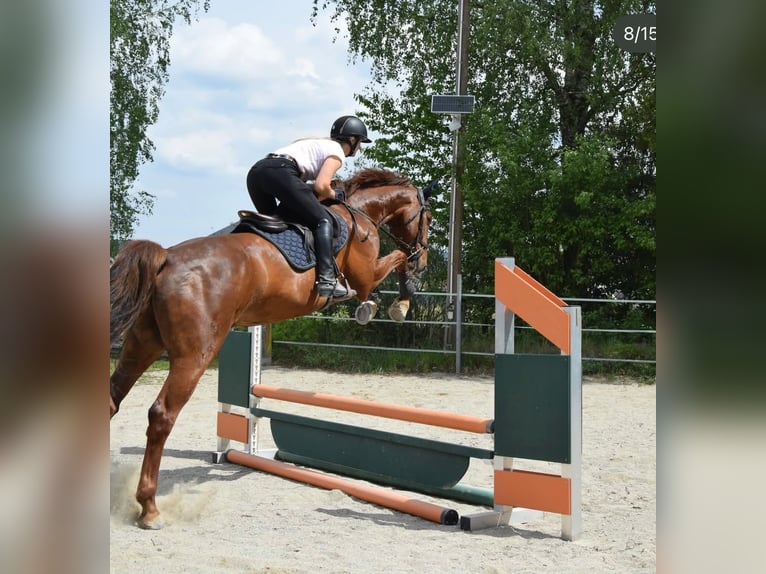 Holsteiner Ruin 6 Jaar 170 cm Vos in Lochen