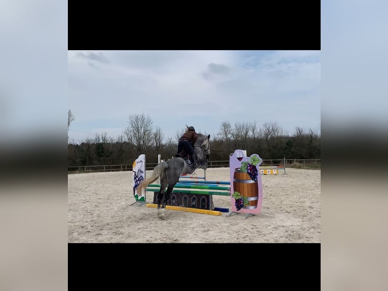 Holsteiner Ruin 6 Jaar 171 cm Schimmel in chouzy sur cisse