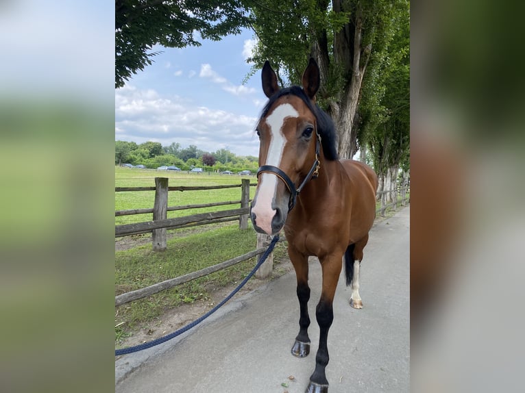 Holsteiner Ruin 6 Jaar 173 cm Bruin in Mannheim