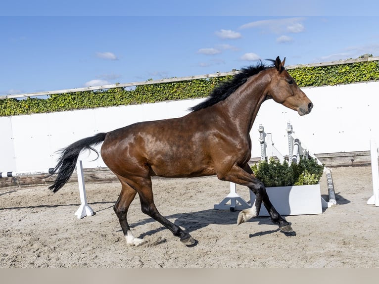 Holsteiner Ruin 6 Jaar 173 cm Bruin in Waddinxveen