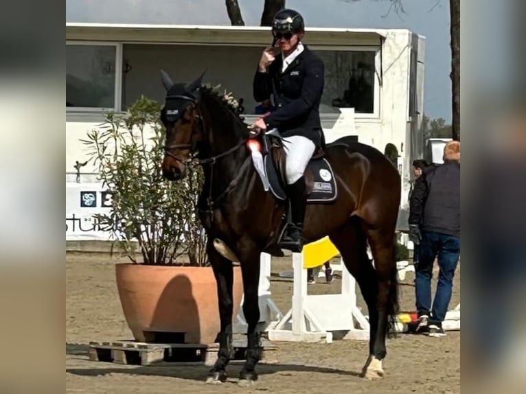 Holsteiner Ruin 6 Jaar 173 cm Donkerbruin in Fröndenberg
