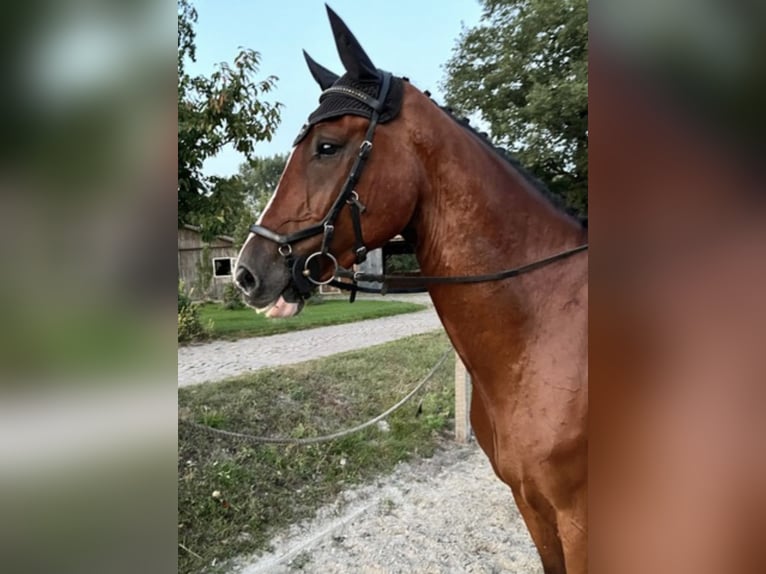 Holsteiner Ruin 6 Jaar 174 cm Bruin in Ehra-Lessien