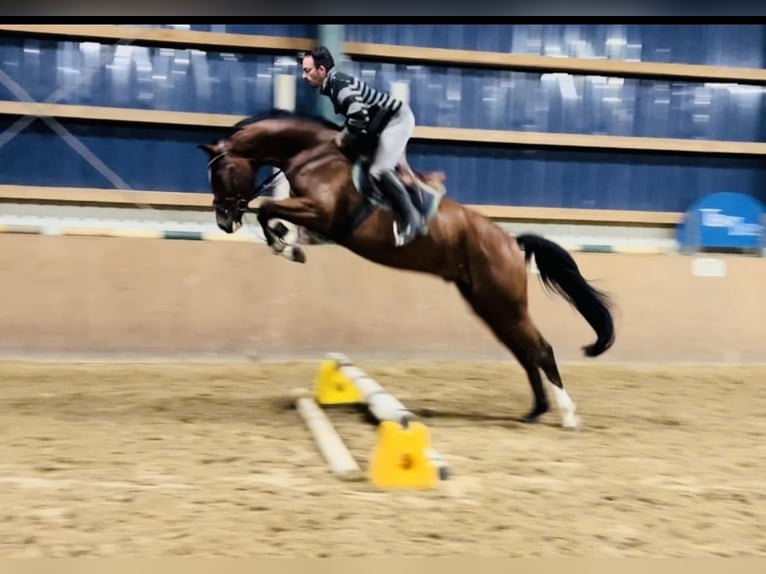 Holsteiner Ruin 6 Jaar 174 cm Bruin in Ehra-Lessien