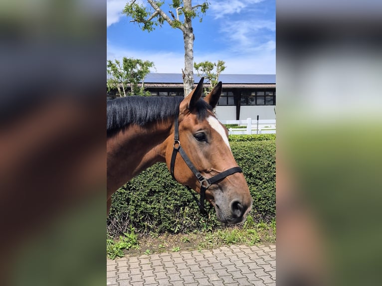 Holsteiner Ruin 6 Jaar 174 cm Bruin in Bielefeld