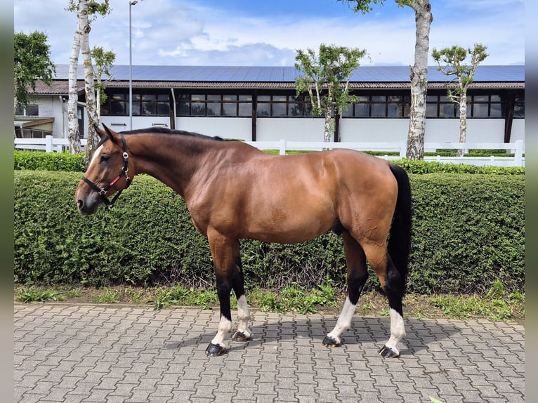 Holsteiner Ruin 6 Jaar 174 cm Bruin in Bielefeld