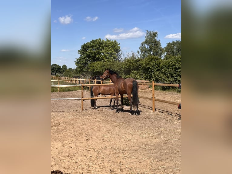 Holsteiner Ruin 6 Jaar 175 cm Bruin in Dallgow-Döberitz