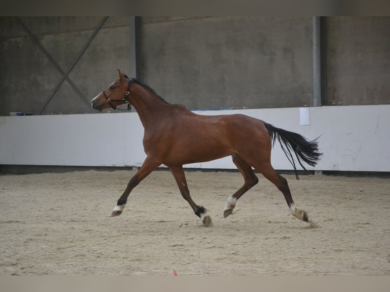 Holsteiner Ruin 7 Jaar 162 cm Bruin in Breda