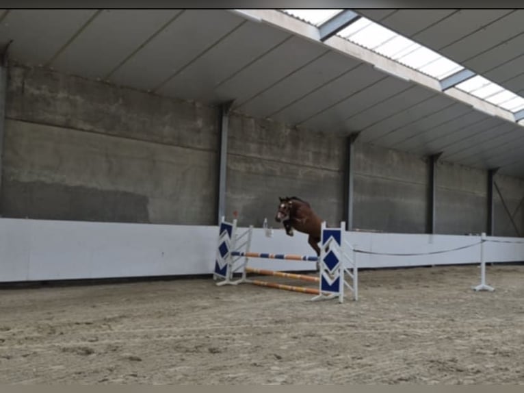 Holsteiner Ruin 7 Jaar 162 cm Bruin in Breda