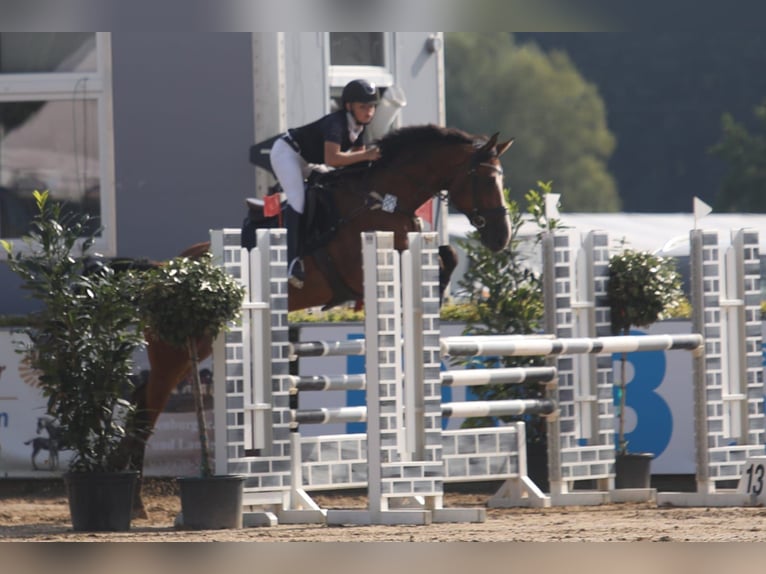 Holsteiner Ruin 7 Jaar 165 cm Bruin in Neuzelle