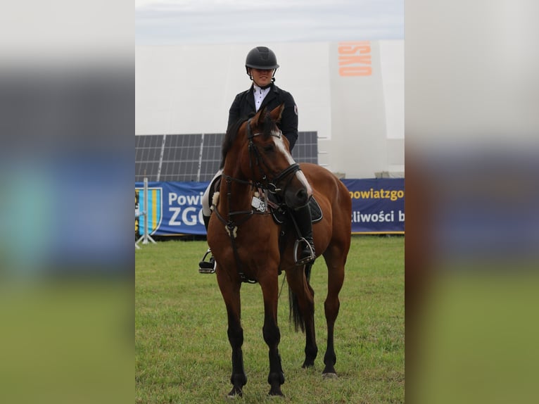 Holsteiner Ruin 7 Jaar 165 cm Bruin in Neuzelle